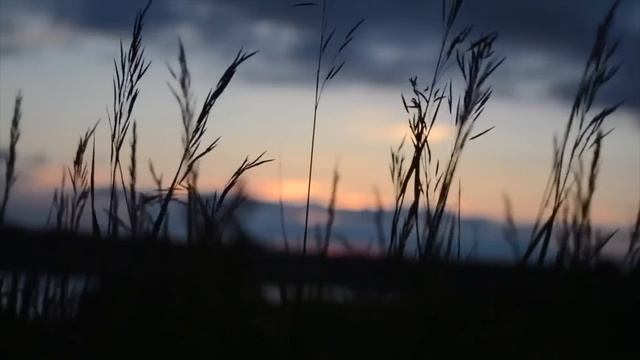 ПОГАНОЕ ПОЛЕ | ПОЛНЫЙ ТОМ ТРЕТИЙ смотреть онлайн