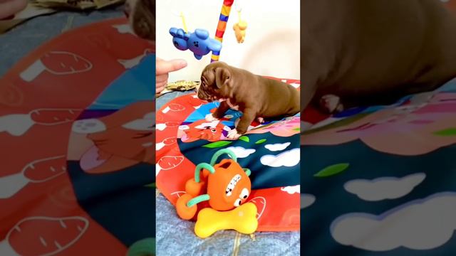 щенки американского булли 35 дней смотреть онлайн