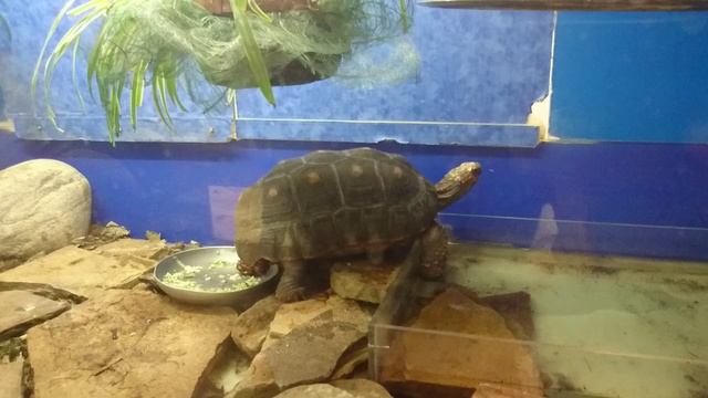 Угольная черепеха. смотреть онлайн