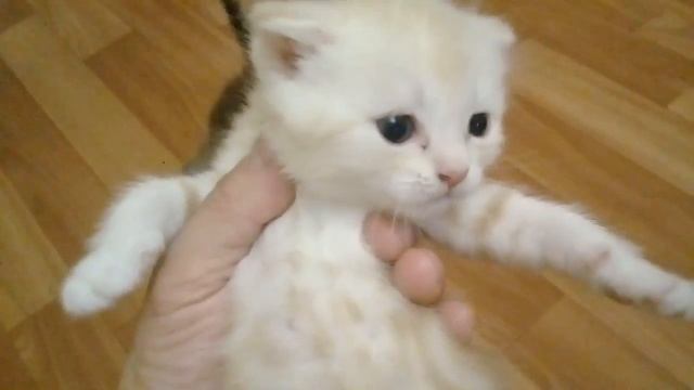 Самые редкие окрасы шотландских котят.НАШИ МИЛЫЕ КОТЯТА ПОРОДЫ .#шотландские.#котята.#вислоухие смотреть онлайн