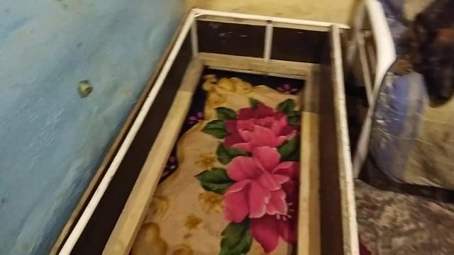 Подготовка к родам немецкой овчарки. смотреть онлайн