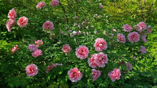 Roberta's 1-pc. Long Lived Ancient Chinese Tree Peony on QVC смотреть онлайн