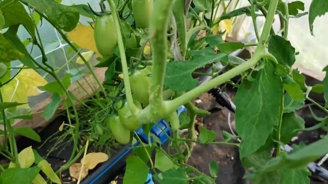 Можно ли собирать семена с томатов гибридов ? смотреть онлайн