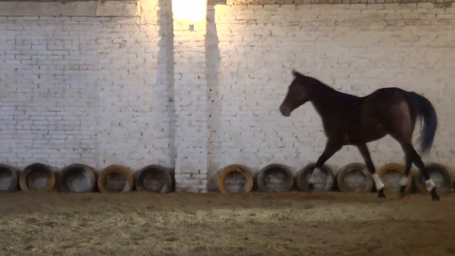 Рок ОХара, видео на свободе, январь 2017 г смотреть онлайн