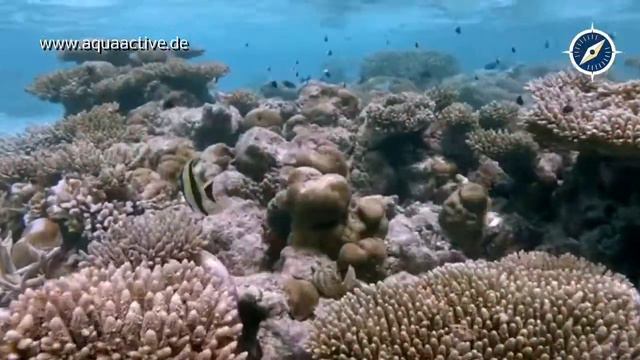 Canareef Resort Maldives - Aqua Active Agency смотреть онлайн