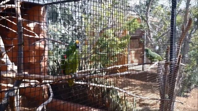 Манки Парк на Тенерифе. Забавные и говорящие попугаи! Monkey Park - parrots смотреть онлайн