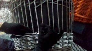 Плетение узора ГУСИНЫЕ ЛАПКИ искусственным ротангом. 1 часть