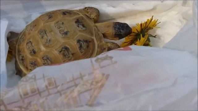 Уход за сухопутной черепахой. Идем на дачу с Пышкой. Часть II. смотреть онлайн