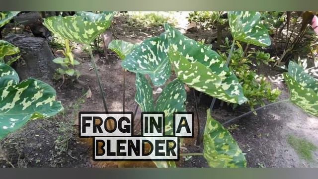 CALADIUM PLANTS VARIETIES смотреть онлайн