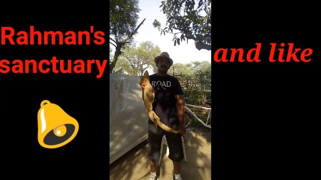 car m chup kar baitha tha/full knowledge about Indian monitor lizard(goo)Rahman's sanctuary// смотреть онлайн