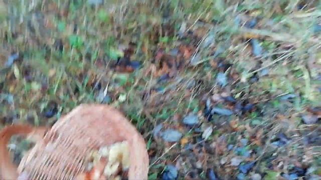 Грибы, (сегодня), рыжики, маслята, ГалкинTV смотреть онлайн