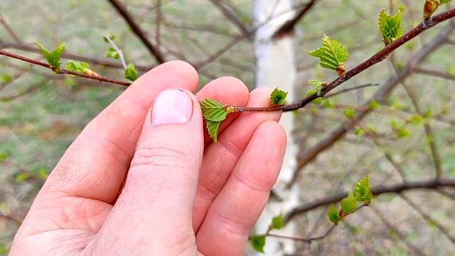 Есть всего 2 дня на сбор молодых берëзовых листьев для целебного чая смотреть онлайн
