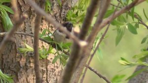 Воробей. Любовно- брачный период у птиц. Спаривание у воробьёв. Птицы Сибири.