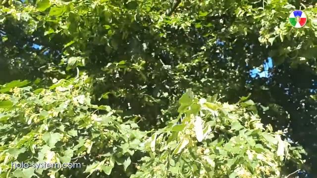 Липовый мёд 2018 смотреть онлайн