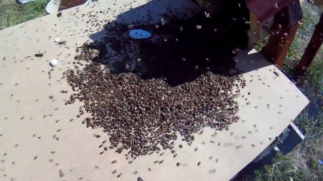 Заселение пчёл в колоду смотреть онлайн