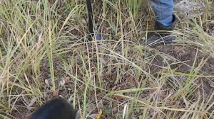 Серый копатель 12 Новое место зачетные находки