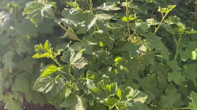 Беда на смородине… Появилась мучнистая роса. Начинаю борьбу с болезнью кустов