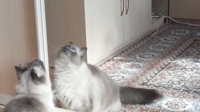 Что бывает, когда кот заметил муху) смотреть онлайн