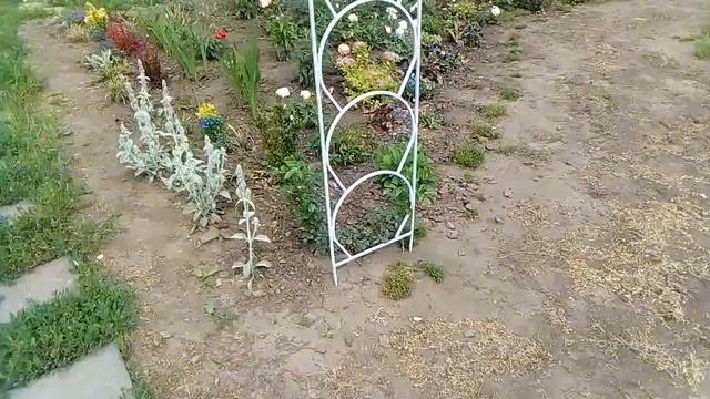 Роза Giardina (Джардина Тантау) смотреть онлайн