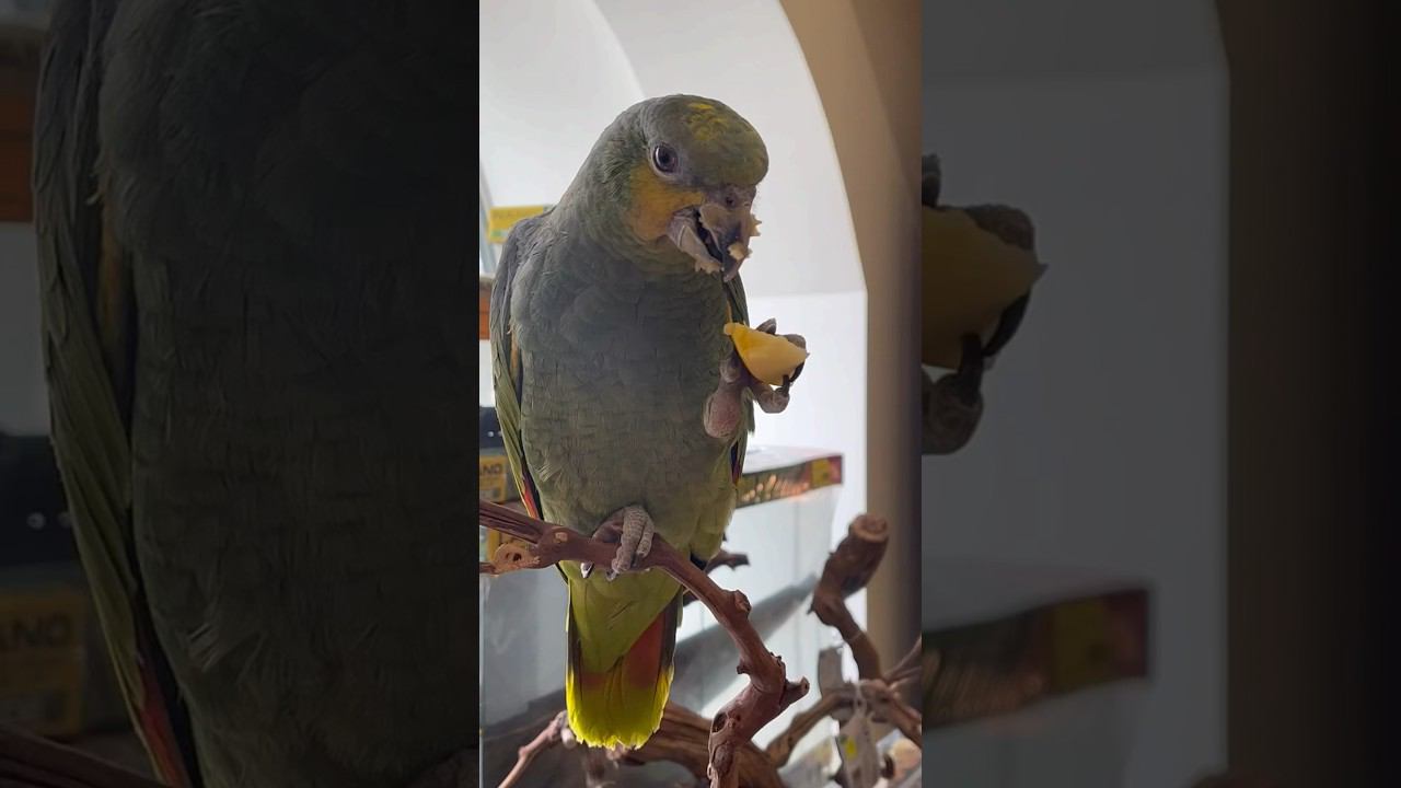 Попугай Амазон Венесуэльский в супермаркете «Аква Лого Сокол» #попугай смотреть онлайн