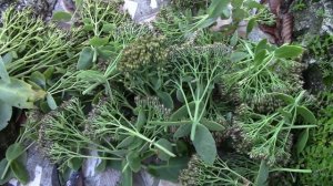 Очиток видный.  Осенний уход за растением.