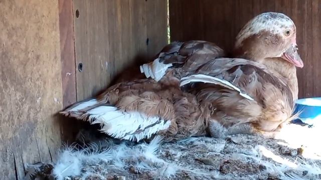 Мускусные утята растут быстро. Что для этого надо и чем кормить маленьких утят/Спасение утки) смотреть онлайн