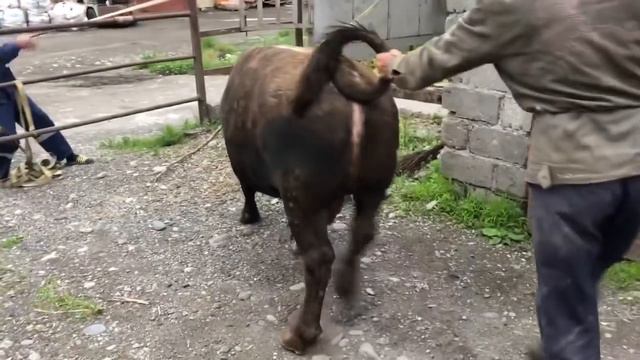 Самый Большой￼ бык Отправить забой￼ ￼Стоял 9 месяцев ￼На откорм￼ смотреть онлайн