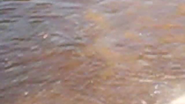 Собаки питомника С ТУРУХАНСКОГО КРАЯ (приучение к воде)