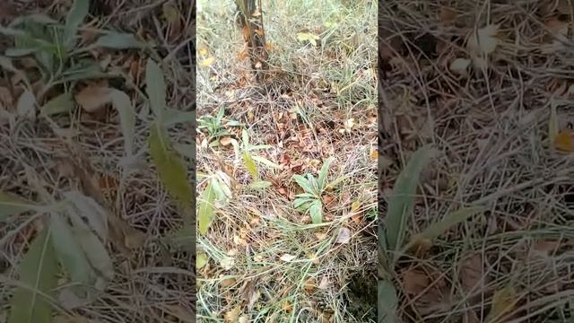 Почему я сажаю Кедр в лесу смотреть онлайн