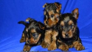 Вес йорка по месяцам: таблица, стандарт, до скольки месяцев растут