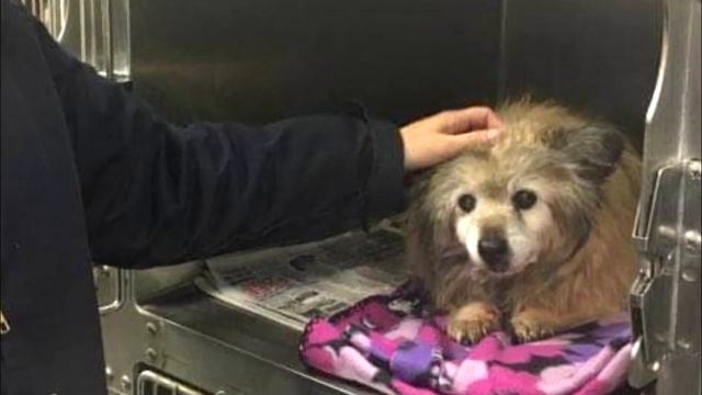 Женщина увидела пса с печальным взглядом и бросила все, чтобы спасти его смотреть онлайн