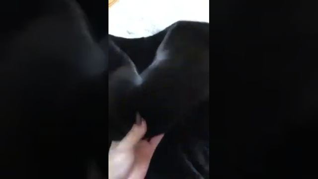 Шуба норковая manzari, с капюшоном, автоледи, оверсайз 42-48 26900 грн смотреть онлайн