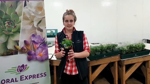 Week 11- Tineke Special - Shamrock Potted Plant смотреть онлайн