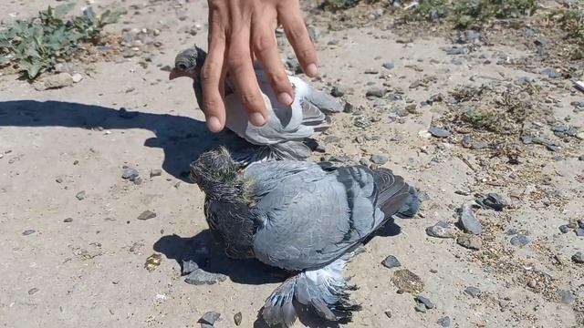 Выводные пискуны 2022 года/номер87012184683 смотреть онлайн