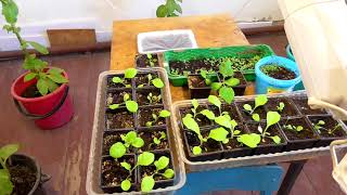 Рассада табака в домашних условиях! Лучшие сорта табака! смотреть онлайн