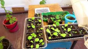 Рассада табака в домашних условиях! Лучшие сорта табака!