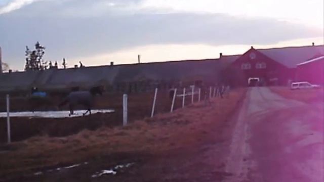 hästarna i hagen смотреть онлайн