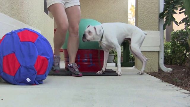 Spark Trick #7 Balance Ball with Tag, The White Boxer! смотреть онлайн