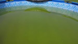 Чистка бассейна и фильтр для бассейна своими руками