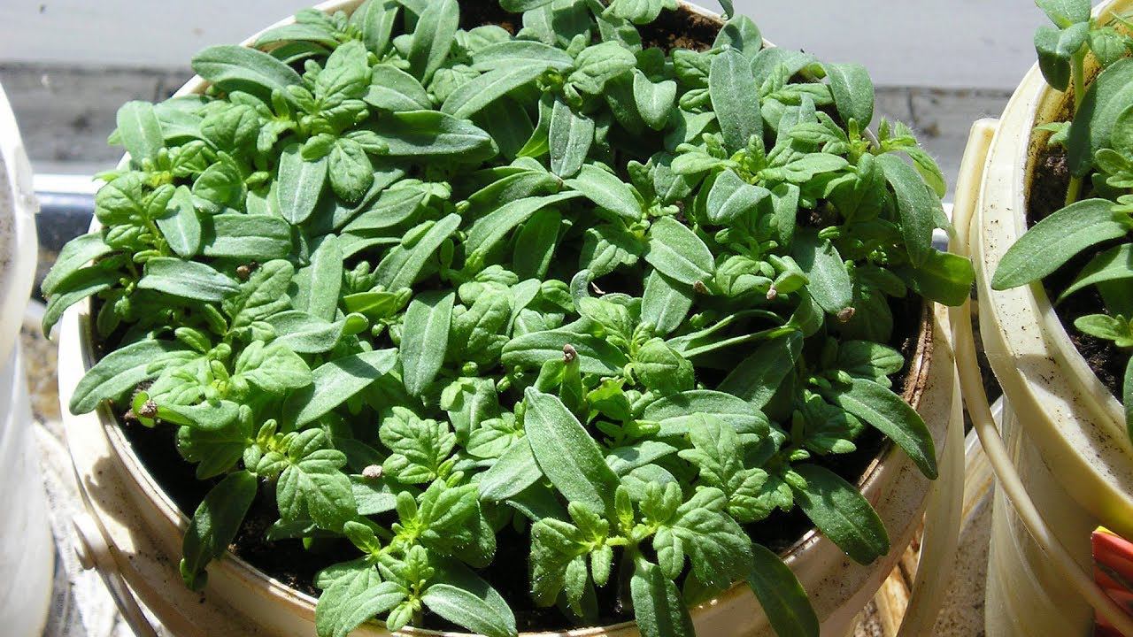 Сеем томаты в апреле, еще не поздно! Проверенные скороспелые сорта