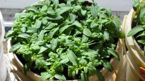 Сеем томаты в апреле, еще не поздно! Проверенные скороспелые сорта