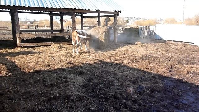 Коровы, Быки, телята. Разведение крс смотреть онлайн