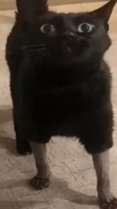 смешные short смотреть онлайн