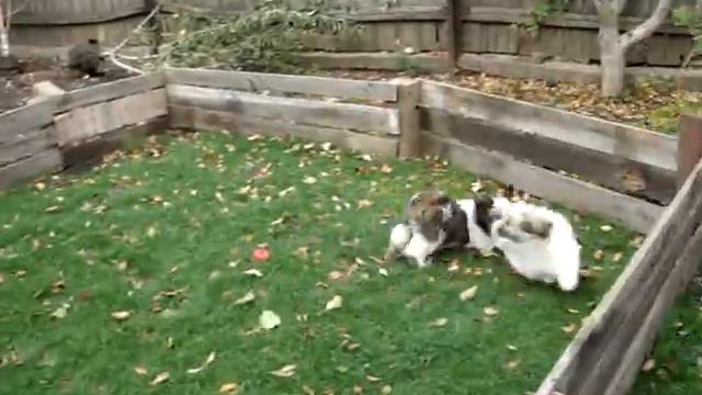 щенки тибетской породы лхаса апсо