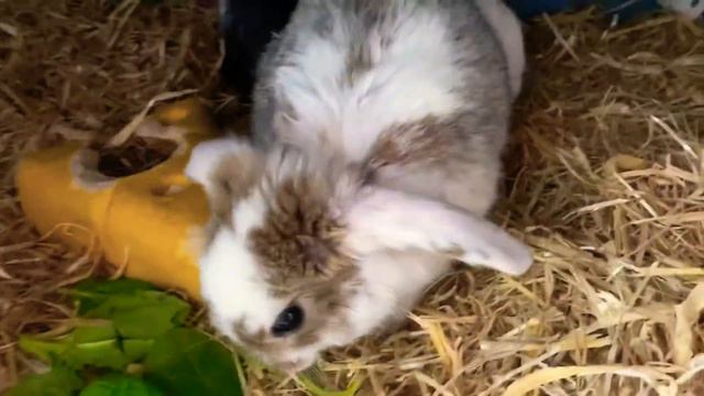 Say hello to Tankey смотреть онлайн