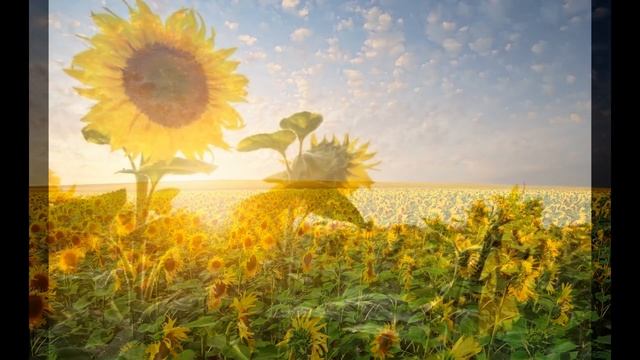Подсолнухи смотреть онлайн