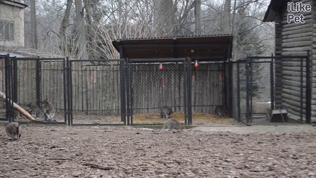 Кенгуру беннета Питание на ilikepet смотреть онлайн