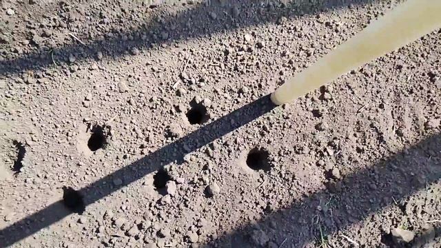 Посадка ГОРОХА пошагово. КАК сажать горох. Выращивание гороха.