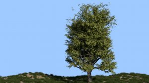 Как создать реалистичное дерево в Blender 3d. Аддон Modular Tree (Mtree)