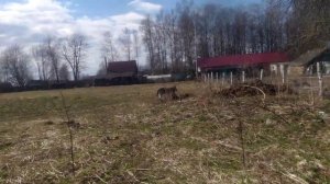 Дворняга лает на овчарку... Планируем прогулку с Делей...#восточноевропейскаяовчарка #овчарка